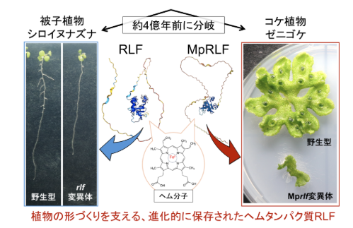 RLF image